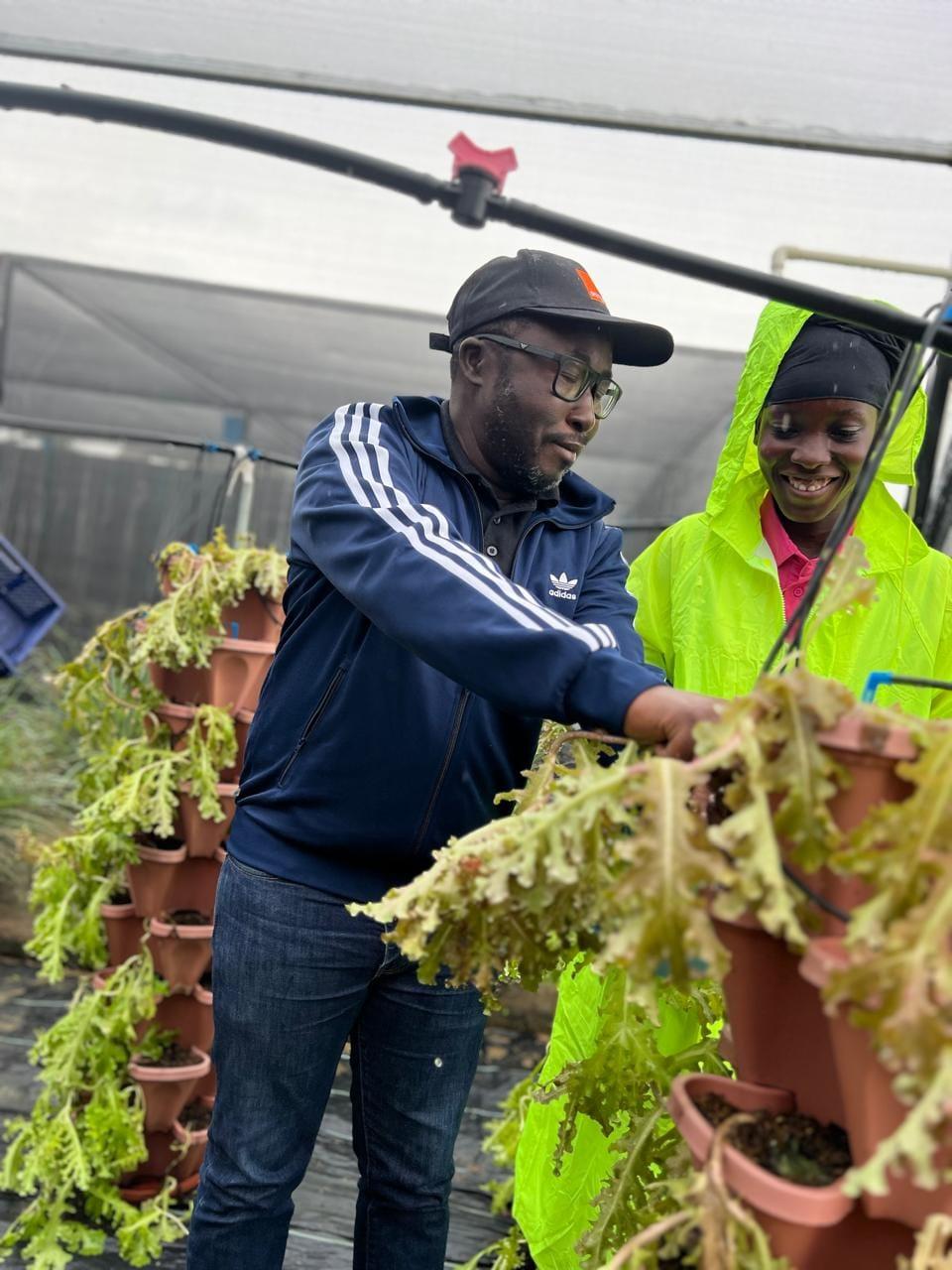 CEO, Jean Marius YAO harvesting fresh vegetables at the Youth Agripreneur project demo site at Wungko's farm<br>