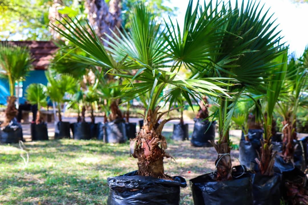 Orange Botswana Donates Palm Trees and Supplies to Francistown City Council